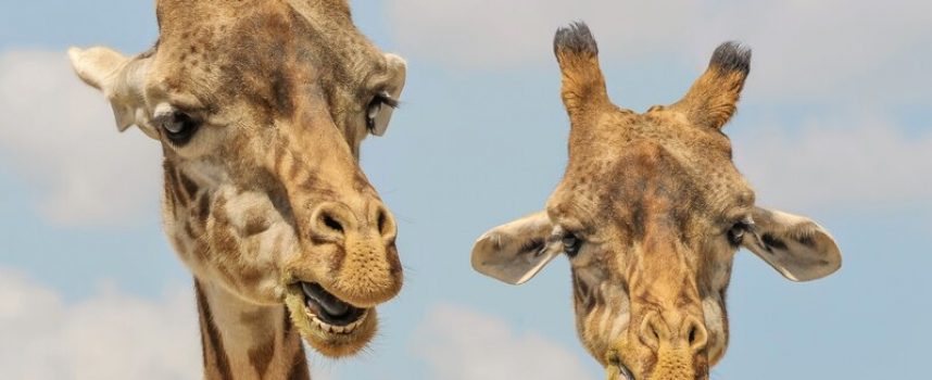 Ny forskning: Giraffer er grove i munden