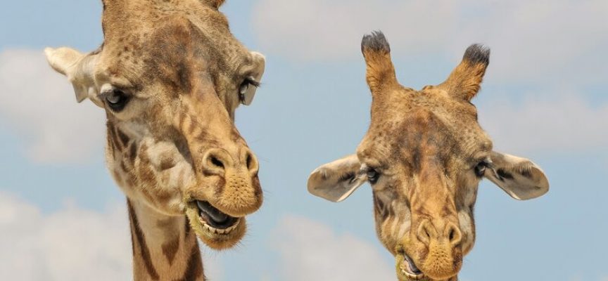 Ny forskning: Giraffer er grove i munden