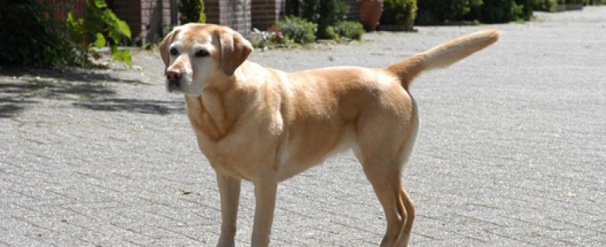Kæledyrsbondegård afsløret som fup: familiehund blev i virkeligheden aflivet