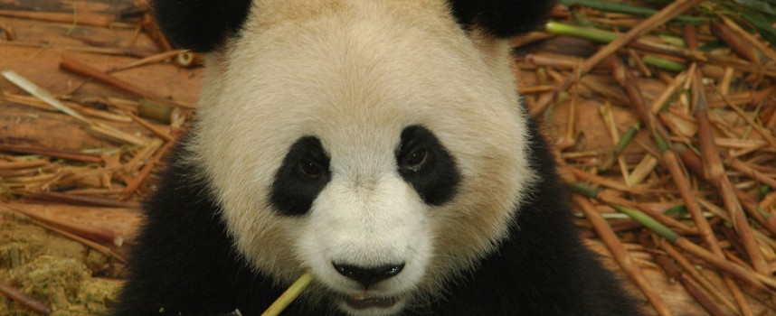 Mand afviser WWF-facer; pandaunge dør