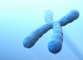 Rokoko Classic: Alvorlig kromosomfejl opdaget i halvdelen af menneskeheden