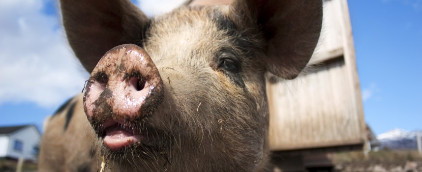 Regeringen forbyder grisefægtning