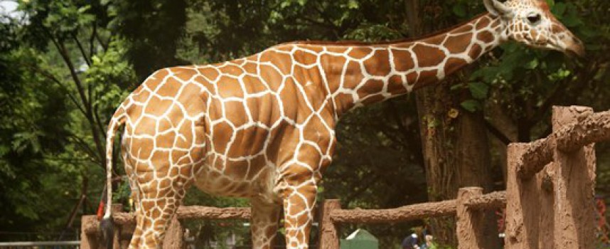 Investeringsbank erkender girafdrab