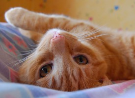 Kvinde fortryder Facebook-detox: Gik glip af for mange nuttede katte