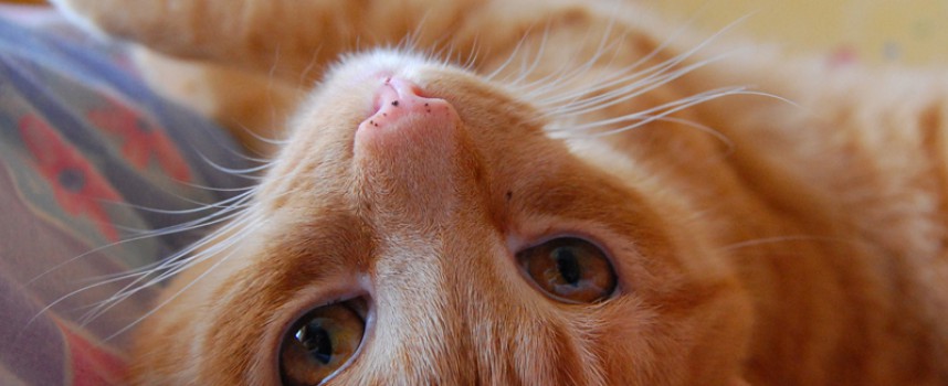 Kvinde fortryder Facebook-detox: Gik glip af for mange nuttede katte