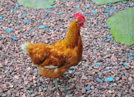 Efter dyresexforbud: Mand anmelder høne for overgreb