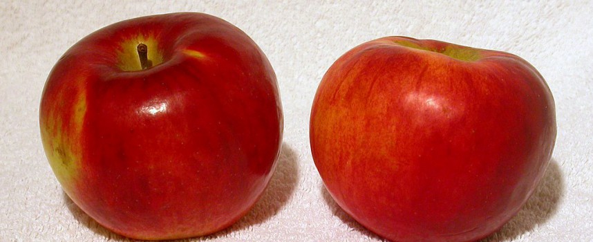 Æbleavler illustrerer æblehøst ved hjælp af æbler