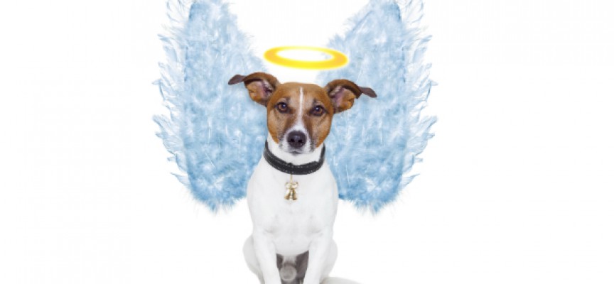 Brevkasse: Må man tage hunden med sig ind i himlen?