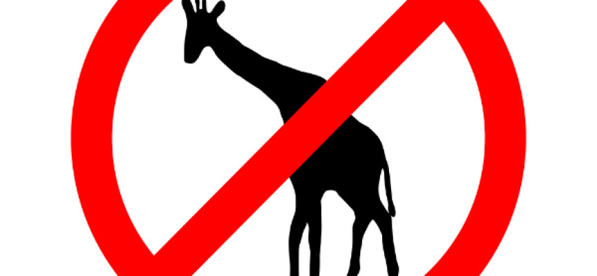 Ny Marius desværre ikke en giraf: Udvises uden internationale protester