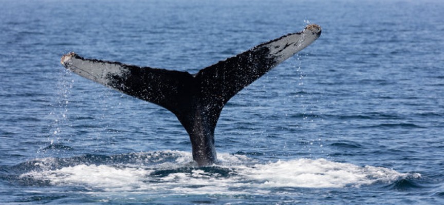 Enlig hval i dansk farvand ikke vildfaren, men introvert med behov for ro
