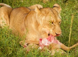 Vegetar raser mod løver: I myrder og spiser uskyldige dyr