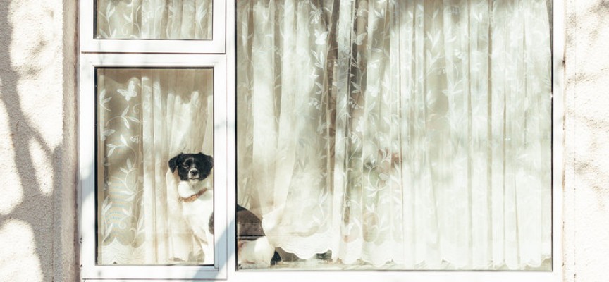 Brevkasse: Hunden i det vindue koster 2325,95