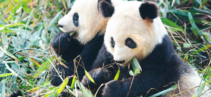 Kinesiske pandaer udlånt til Danmark afsløret som spionrobotter