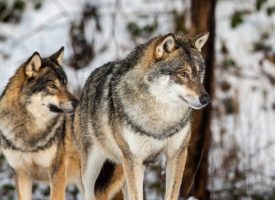 Eksperter advarer: Biologer vil udvandre efter ulveforbud