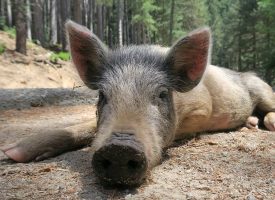 Løkke: EU kommer til at betale for svinehegnet