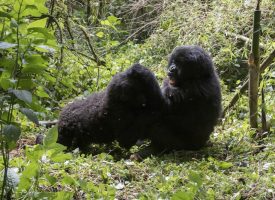 Han-gorillaer: Konkurrencestaten presser os til at slås