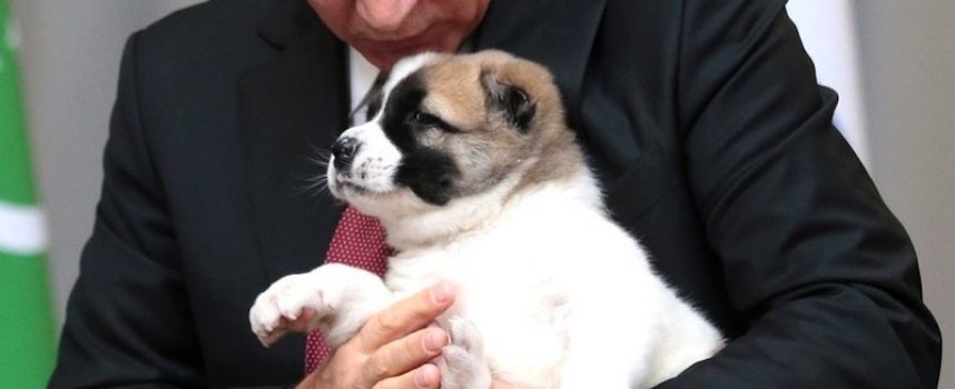 Putin vil ændre forfatningen, så hans hund kan blive præsident