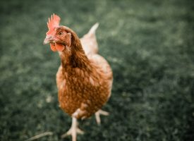 Filosofisk øko-høne: Har jeg virkelig levet et godt liv?