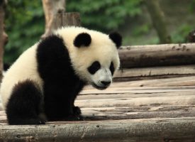 Panda-han i MeToo-opråb: Nej betyder nej