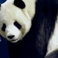Sydkoreansk panda adopterer demodog-tvillinger