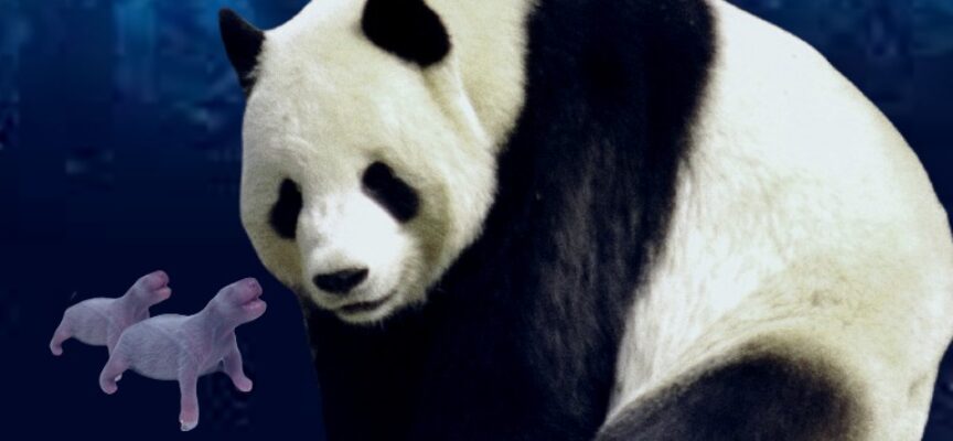 Sydkoreansk panda adopterer demodog-tvillinger